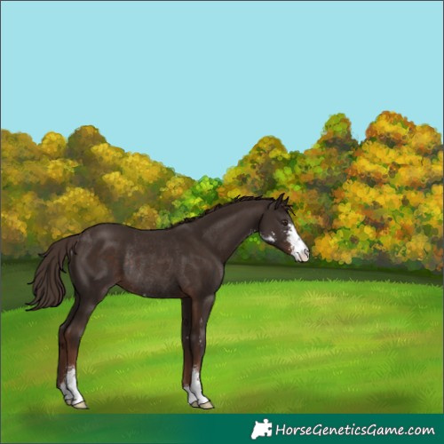 Horse Color:Liver Chestnut Sabino Rabicano 