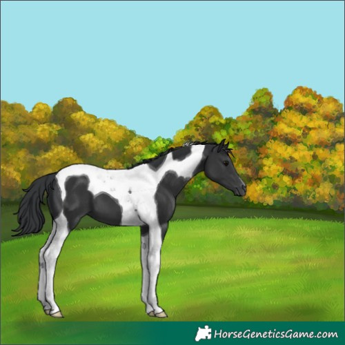 Horse Color:Black Tobiano 