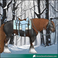 Horse Color:Gray White Spotted Liver Chestnut 