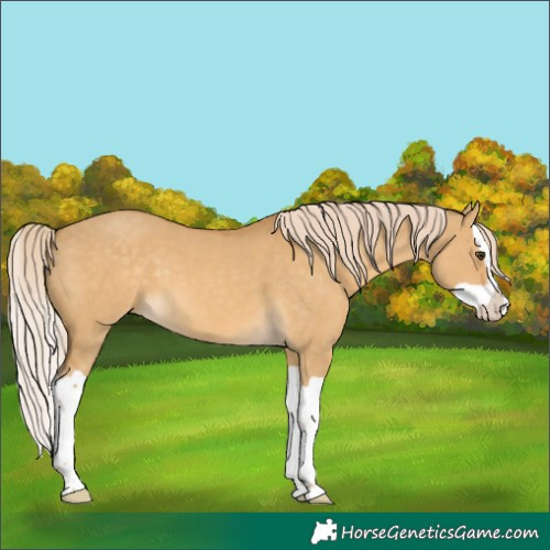 Horse Color:Palomino Dun Splash 