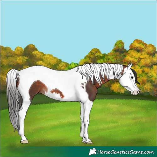 Horse Color:Brown Splash Tobiano 