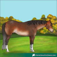 Horse Color:Bay 