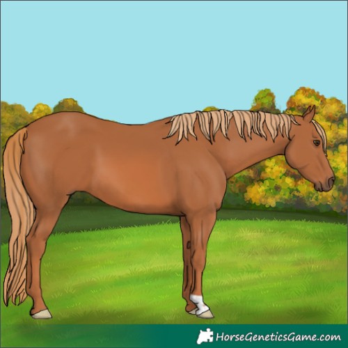 Horse Color:Chestnut 
