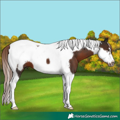 Horse Color:Liver Chestnut Tobiano Frame 