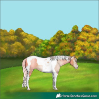 Horse Color:Gray Silver Classic Champagne Dun Tobiano 