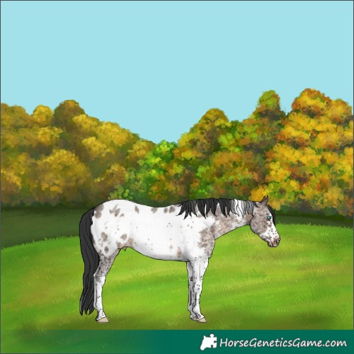 Horse Color:White Spotted Brown Dun Tobiano Frame Appaloosa