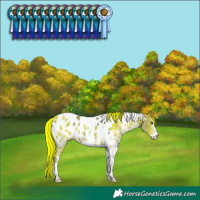 Horse Color:White Spotted Brown Dun Tobiano Near Leopard 