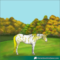 Horse Color:White Spotted Brown Dun Tobiano Appaloosa