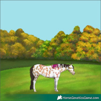 Horse Color:Gray Sable Champagne Dun Tobiano Appaloosa 