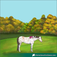 Horse Color:Gray Sable Champagne Dun Tobiano Appaloosa 