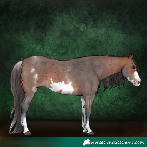 Horse Color:White Spotted Bay Sabino Frame 