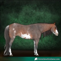 Horse Color:White Spotted Bay Sabino Frame