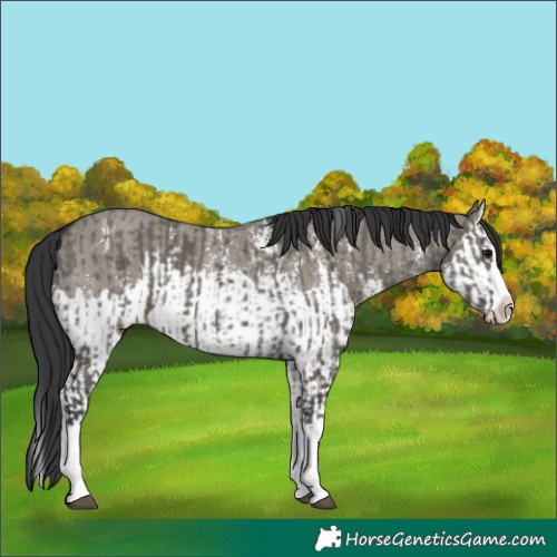 Horse Color:Grullo Sabino Splash  and Grullo Sabino Splash 