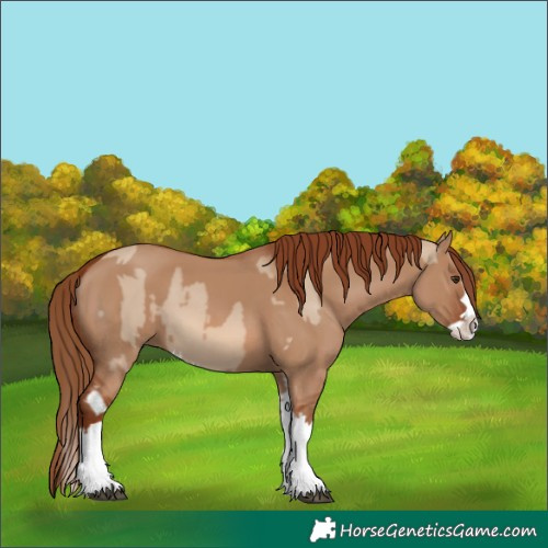 Horse Color:Red Dun Splash  and Red Dun Splash Rabicano 