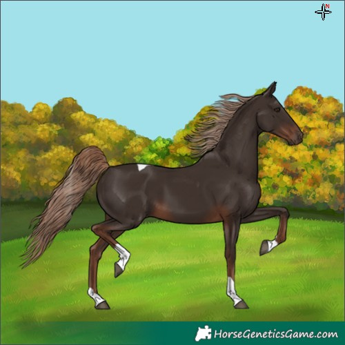 Horse Color:Liver Chestnut Tobiano 
