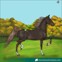 Horse Color:Liver Chestnut Tobiano 