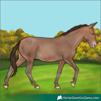 Horse Color:Amber Champagne