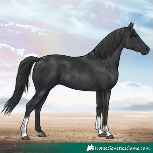 Horse Color:Black Tobiano 