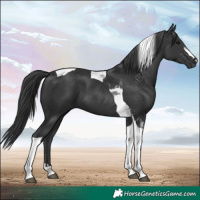 Horse Color:Black Tobiano