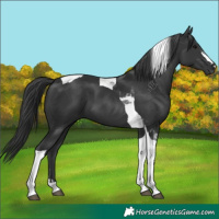 Horse Color:Black Tobiano 