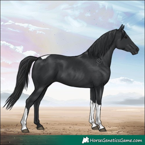 Horse Color:Black Tobiano 