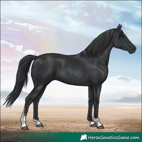 Horse Color:Black Tobiano 