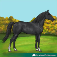 Horse Color:Black Tobiano 