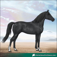Horse Color:Black Tobiano 