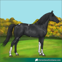Horse Color:Black Tobiano 