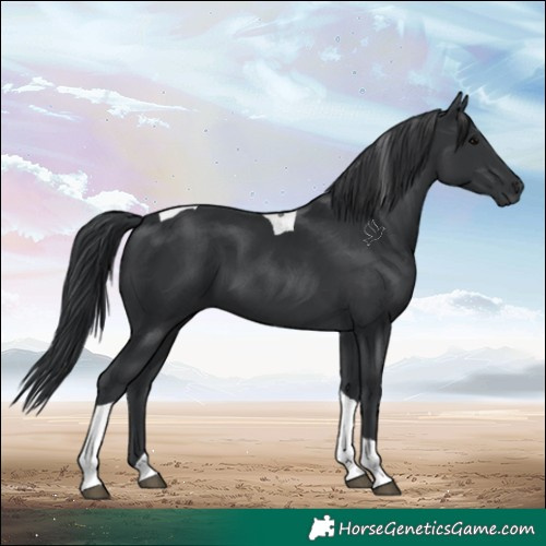 Horse Color:Black Tobiano 