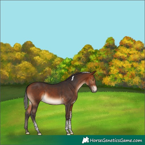 Horse Color:Bay Tobiano 