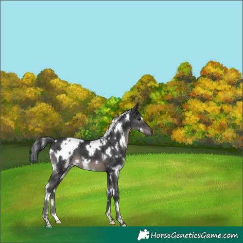 Horse Color:White Spotted Black 