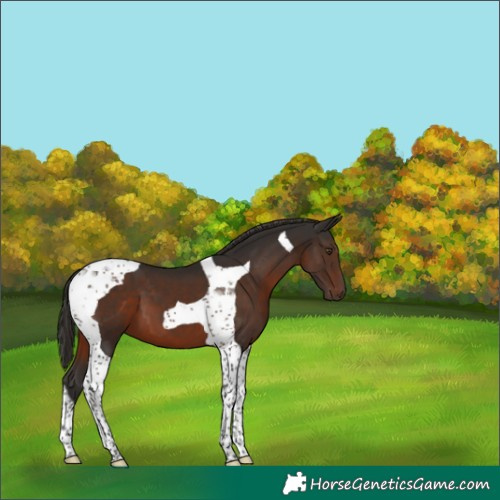 Horse Color:Liver Chestnut Tobiano