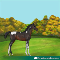 Horse Color:Brown Tobiano