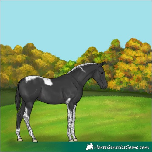 Horse Color:Black Tobiano