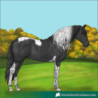 Horse Color:Black Tobiano