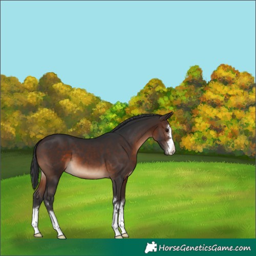 Horse Color:Brown 