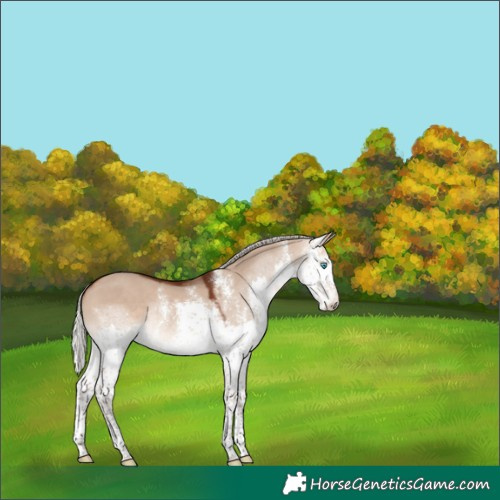 Horse Color:Silver Brown Dun Sabino Splash 