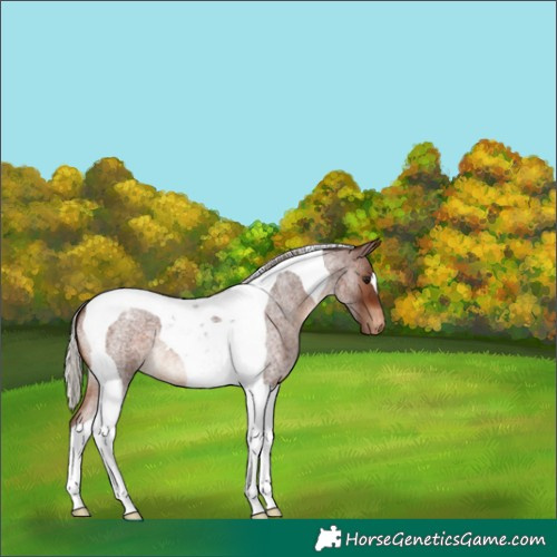 Horse Color:Silver Brown Roan Tobiano Varnish 