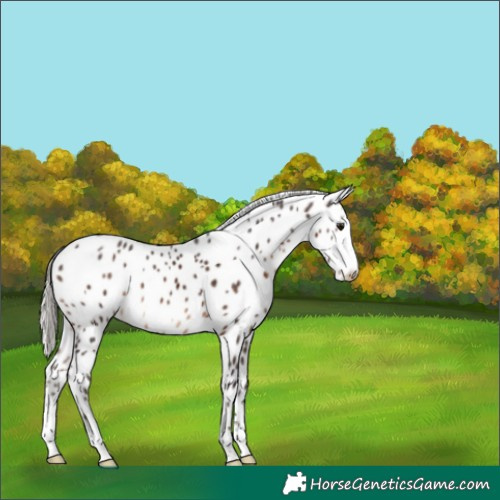 Horse Color:Silver Brown Appaloosa 