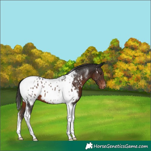 Horse Color:Liver Chestnut Tobiano Appaloosa 