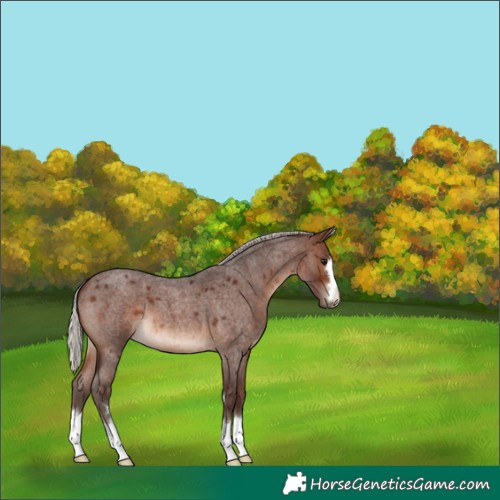 Horse Color:Silver Brown Roan 