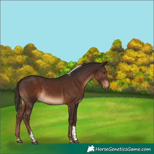 Horse Color:Liver Chestnut Tobiano 