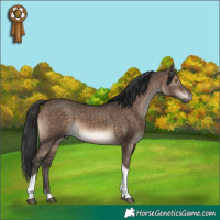 Horse Color:Brown Dun Tobiano
