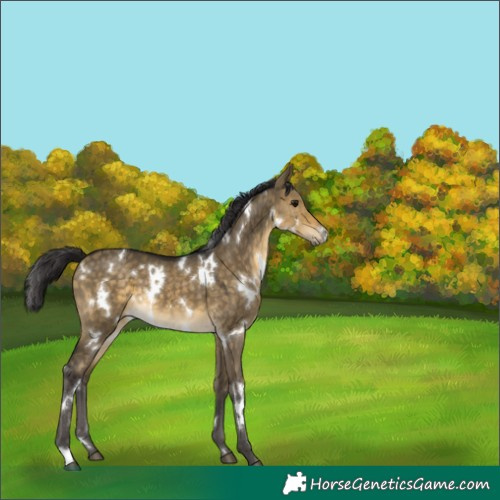 Horse Color:White Spotted Buckskin Dun 