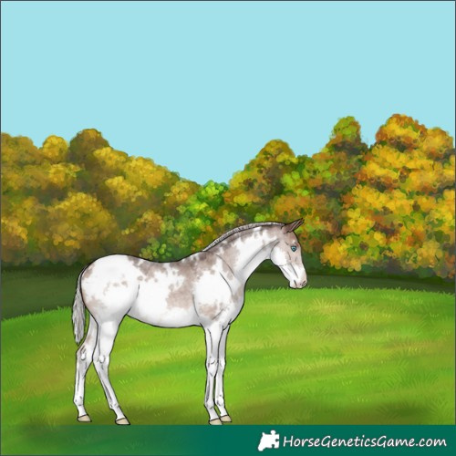 Horse Color:White Spotted Silver Brown Roan Dun Splash Varnish 