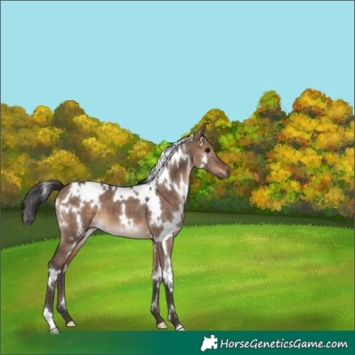 Horse Color:White Spotted Brown Dun 