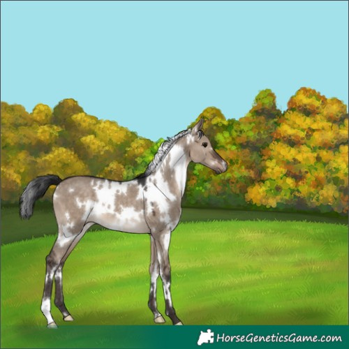 Horse Color:White Spotted Brown Dun 