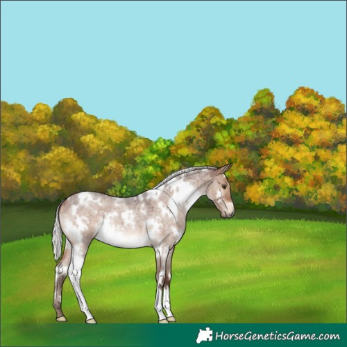 Horse Color:White Spotted Silver Brown Roan Dun 
