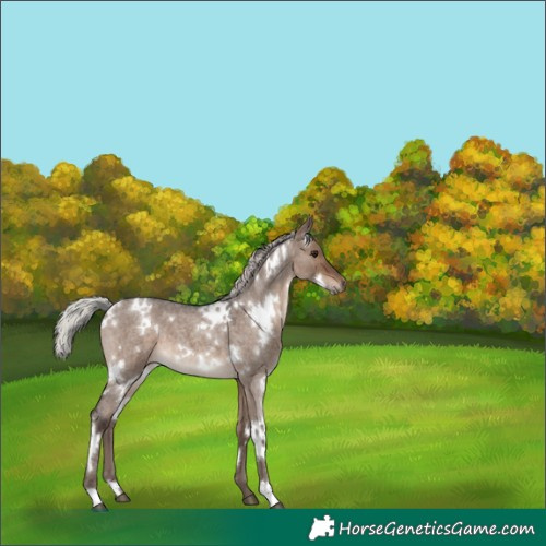 Horse Color:White Spotted Silver Brown Roan Dun 